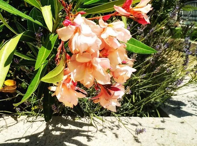 Апартаменты - Sibenik Riviera 36429